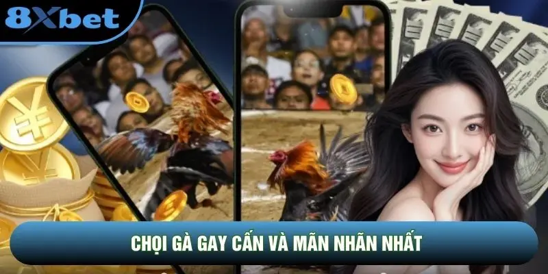 Chọi gà gay cấn và mãn nhãn nhất Chọi gà gay cấn và mãn nhãn nhất