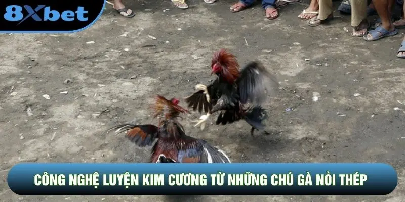 Công nghệ luyện kim cương từ những chú gà nòi thép