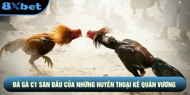 Đá gà C1 sàn đấu của những huyền thoại kê quân vương