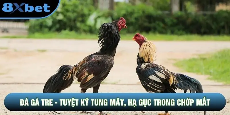 Đá Gà Tre - Tuyệt Kỹ Tung Mây, Hạ Gục Trong Chớp Mắt