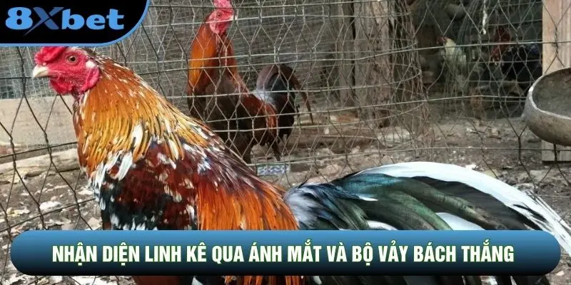 Nhận diện linh kê qua ánh mắt và bộ vảy bách thắng Nhận diện linh kê qua ánh mắt và bộ vảy bách thắng